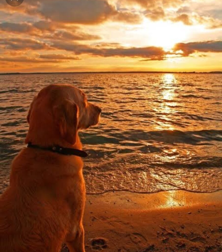 Um cachorro sentado na areia da praia observando o por do sol