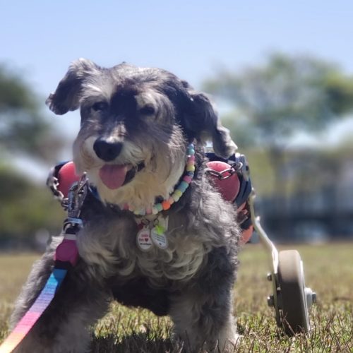 Uma cachorra em cadeira de rodas em um campo