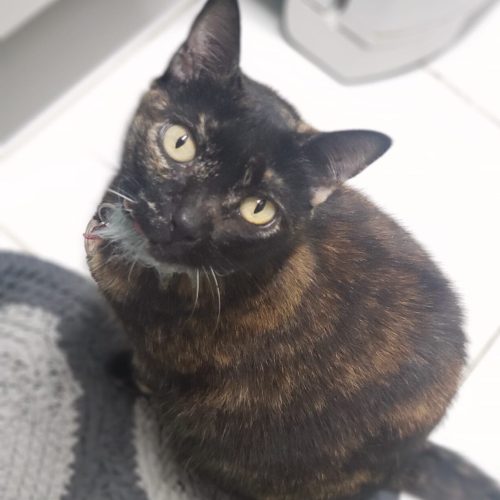 Uma gata preta sentada olhando para a câmera
